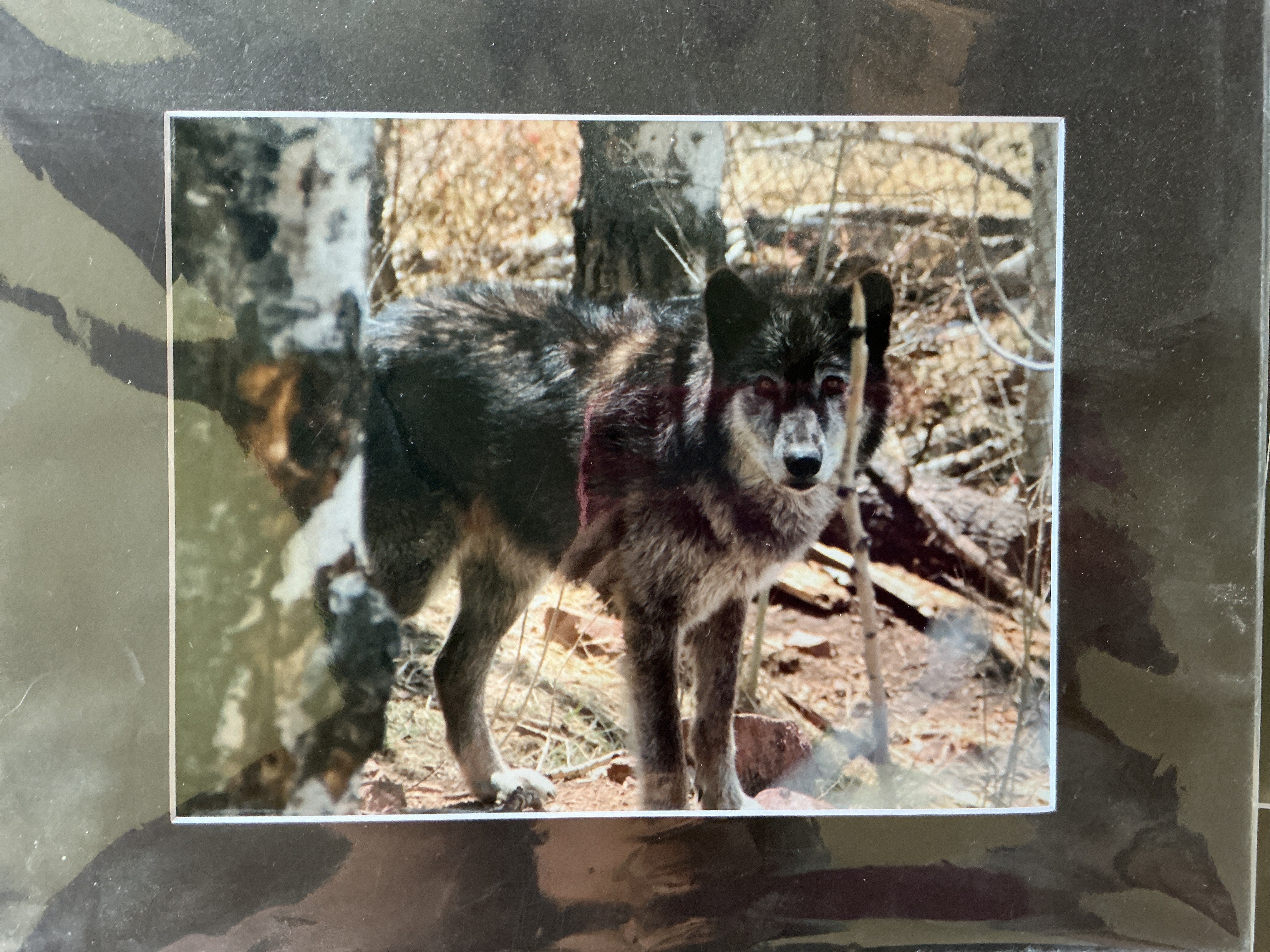 Photos, Posters, & Artwork – Mission: Wolf Store