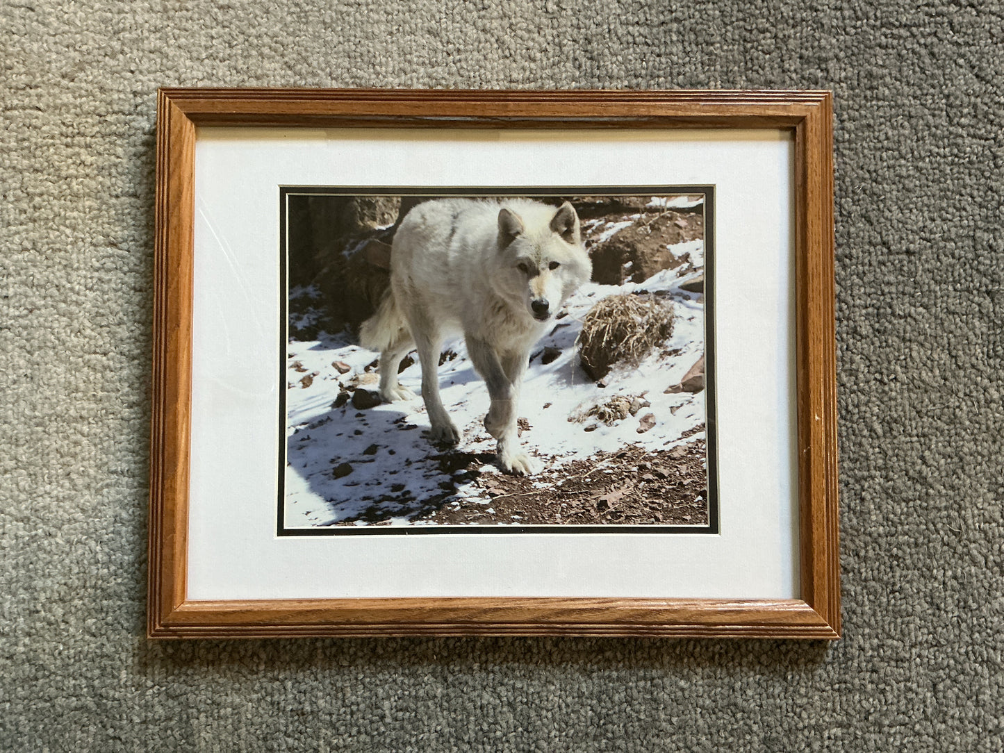 Rosie framed photo