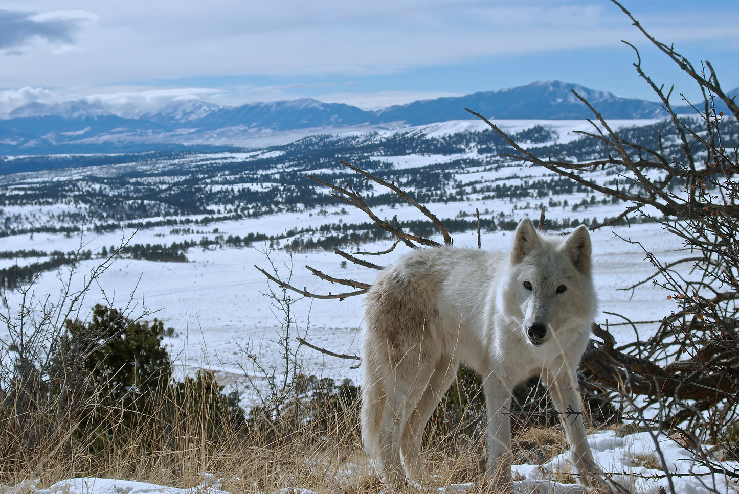 "Aria's Hill" Metal Print (11"x17")