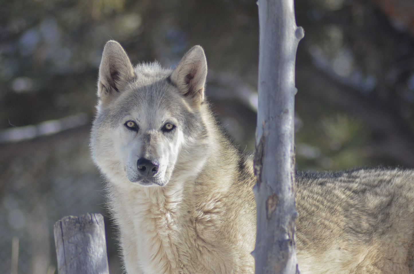 "Flash" Metal Print (8"x10")