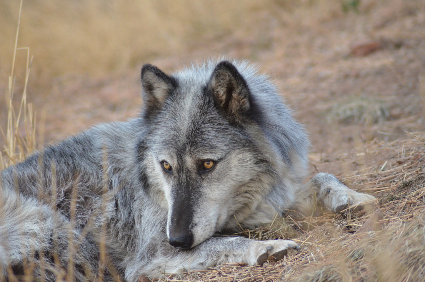 "Obsidian" Metal Print (16"x20")