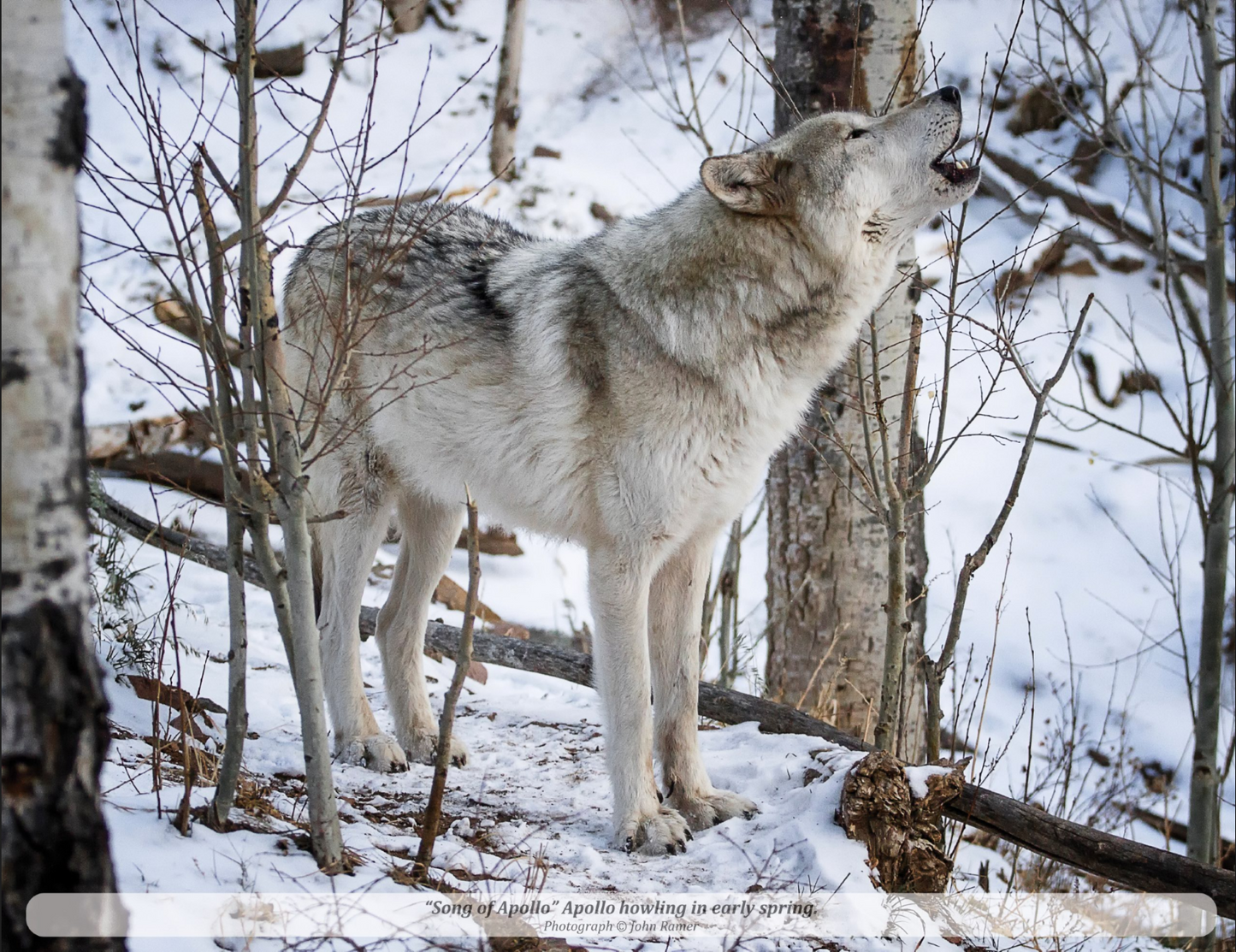 2026 Mission: Wolf "Icons" Calendar