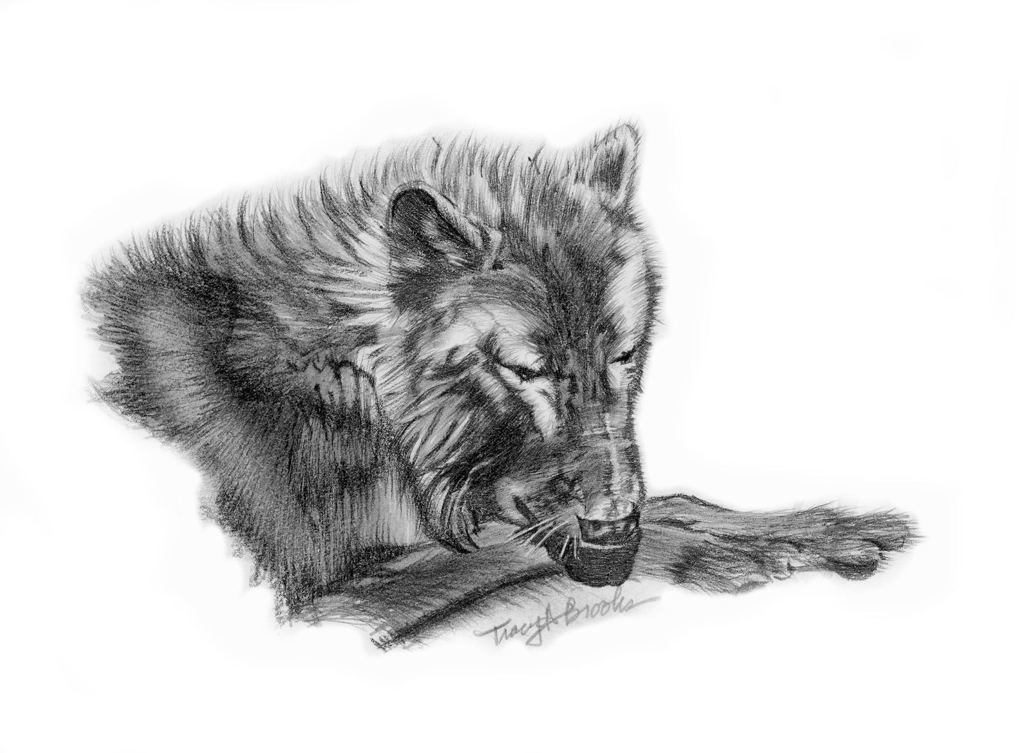 A Brush with Wolves