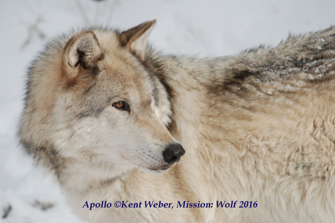 "Apollo's Eye" Metal Print (12"x18")