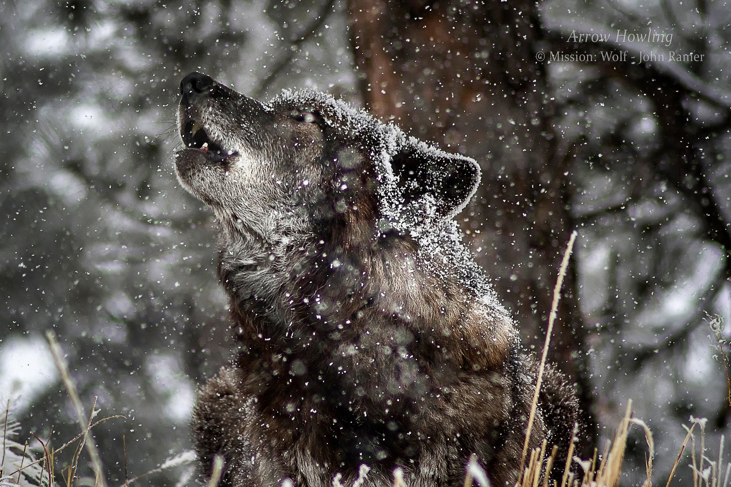 "Arrow Howling" Metal Print (16"x16")