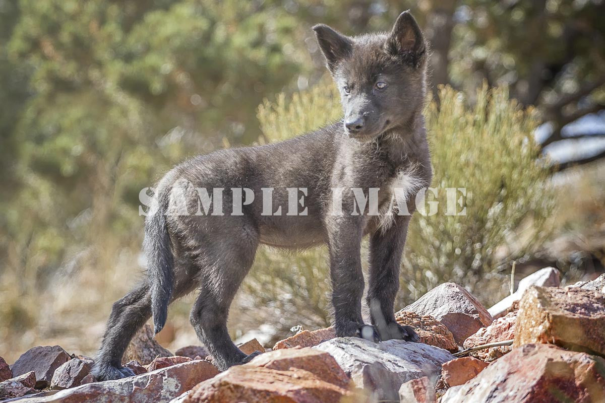 "Nashira on the Rocks" Metal Print (12"x18")