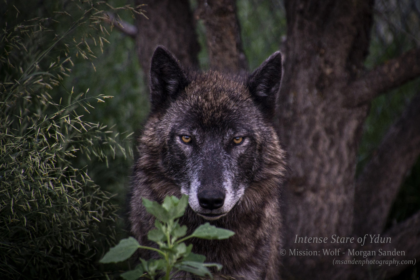 "Intense Stare of Ydun" Metal Print (12"x18")