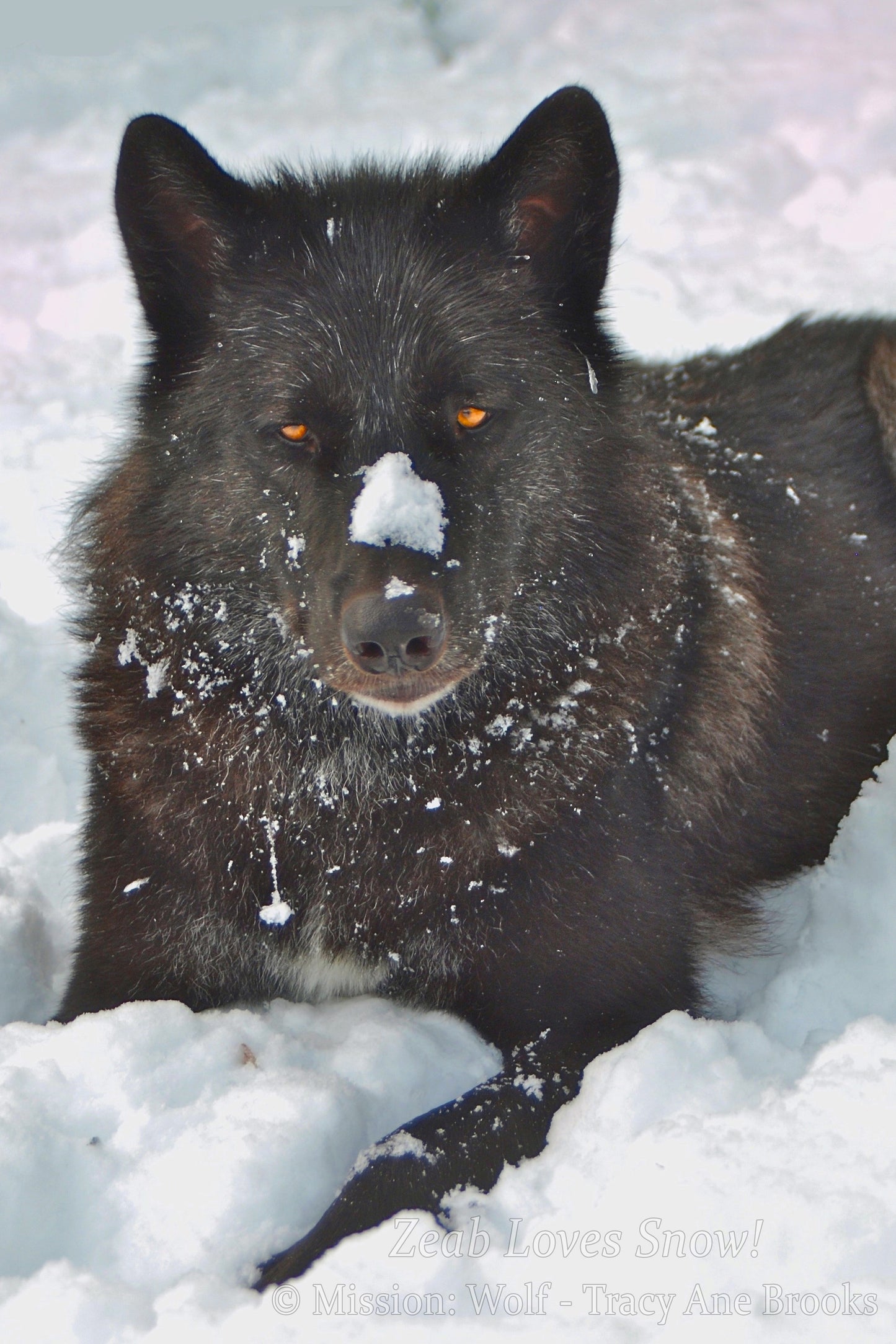 "Zeab Loves Snow!" Metal Print (12"x18")