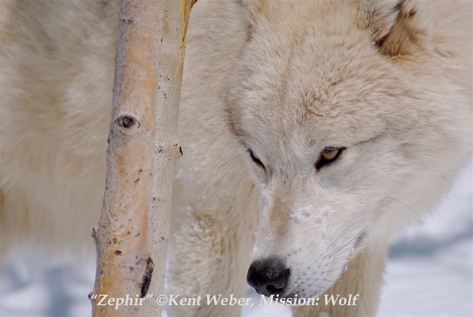 "Zephir" Metal Print (12"x18")