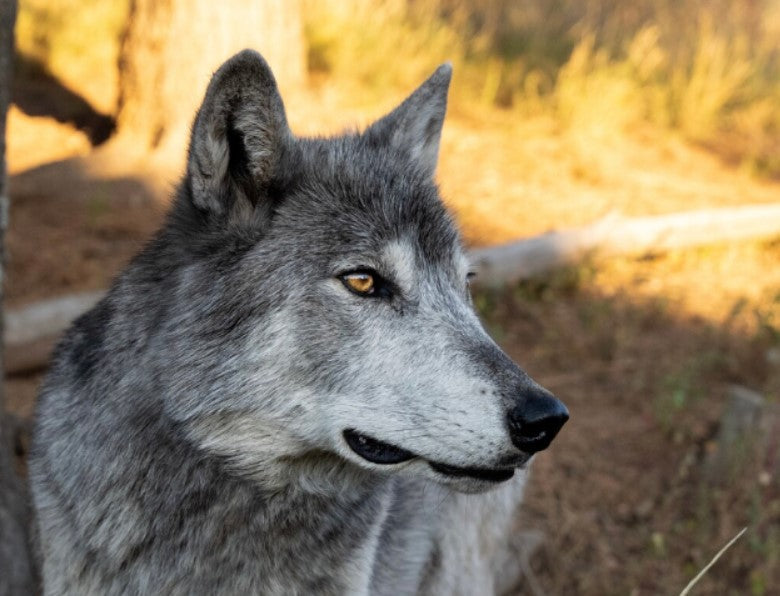Wolf Caretaker