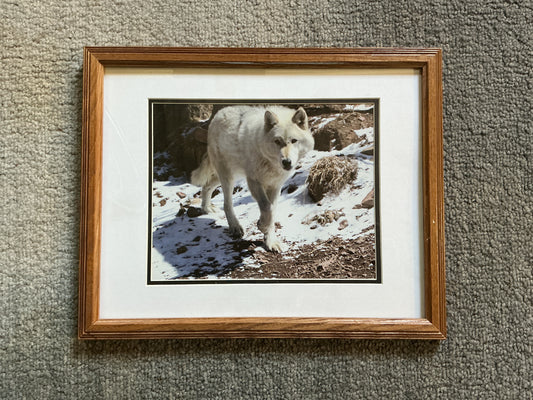 Rosie framed photo