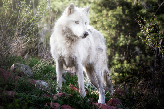 "Aria Ever Watchful" Metal Print (16"x16")