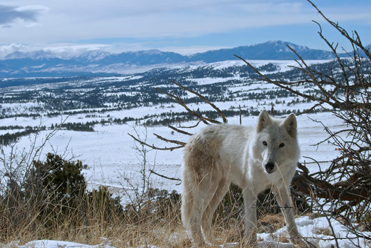 "Aria's Hill" Metal Print (11"x17")