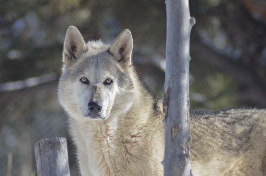 "Flash" Metal Print (8"x10")