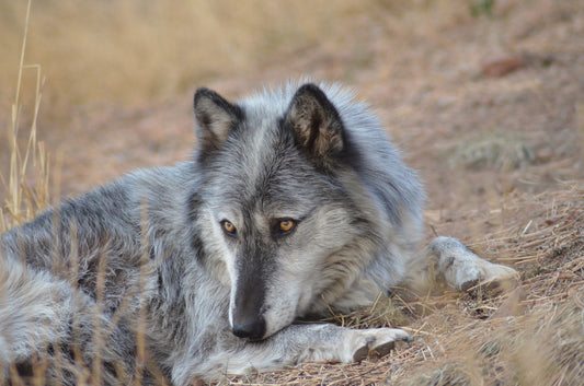 "Obsidian" Metal Print (16"x20")
