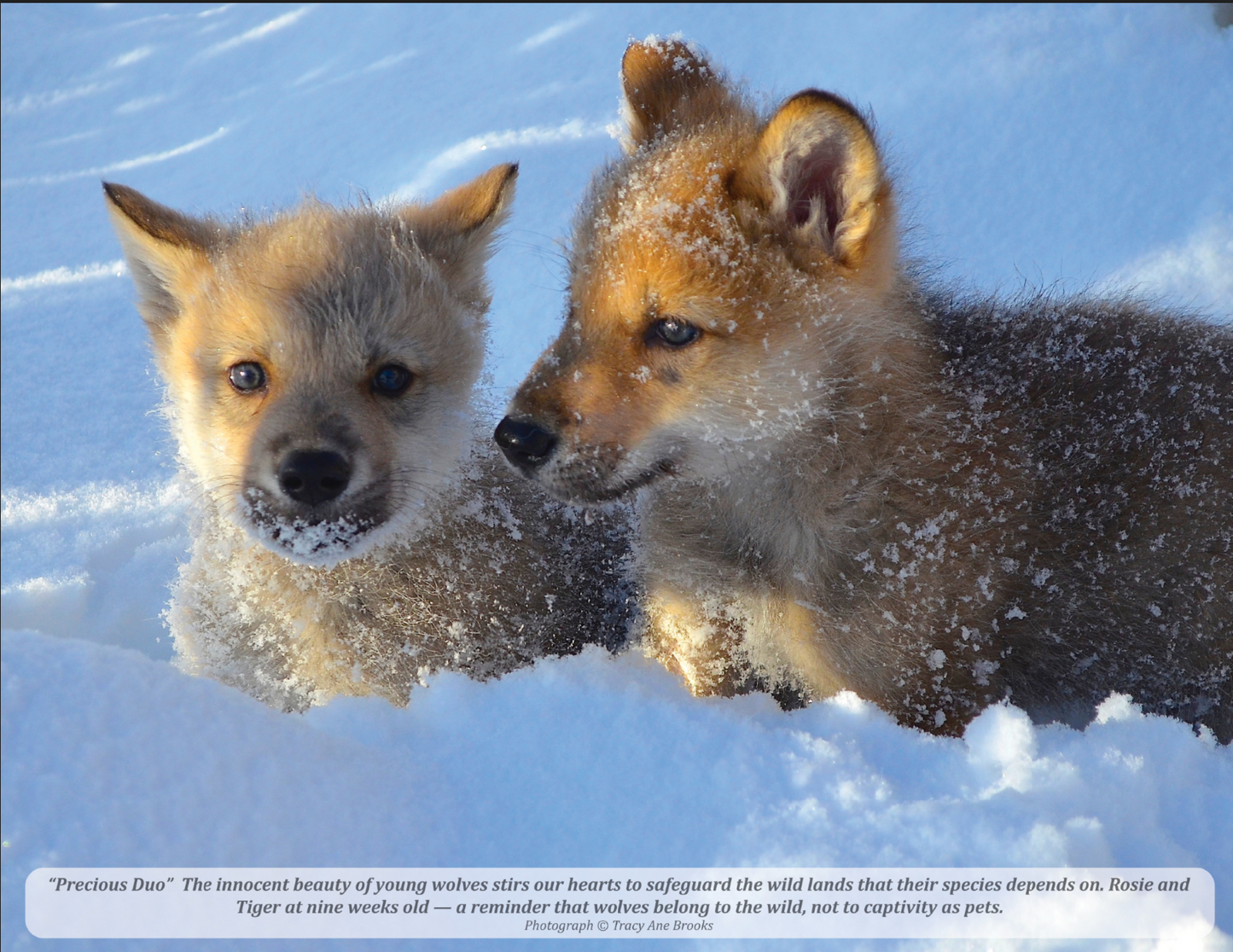 2026 Mission: Wolf "Icons" Calendar
