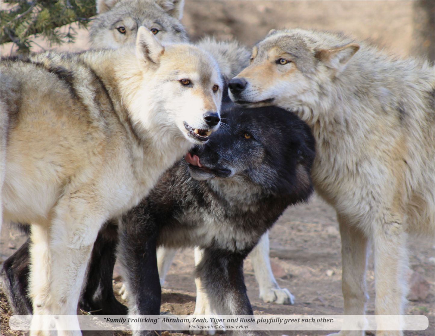 2026 Mission: Wolf "Icons" Calendar