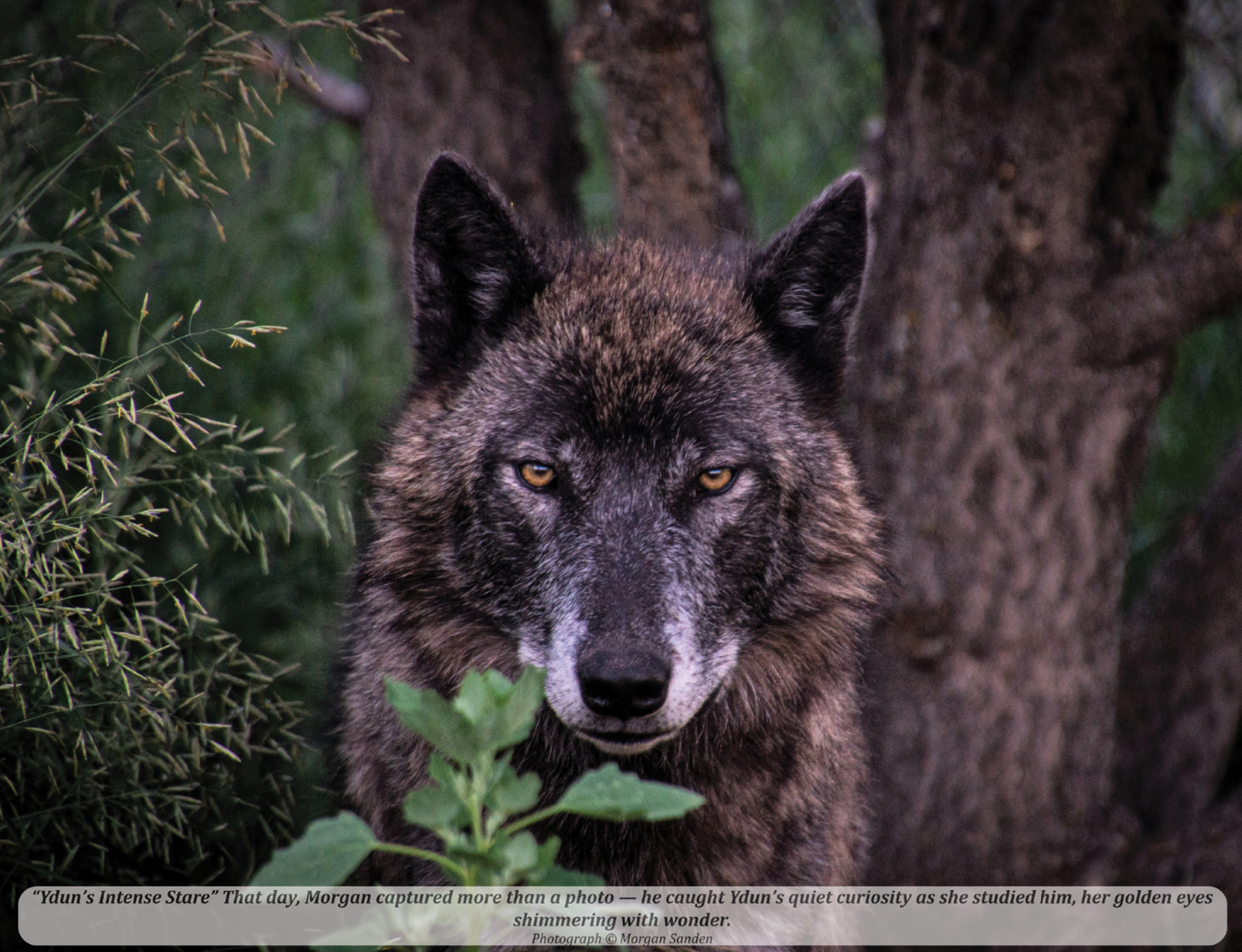 2026 Mission: Wolf "Icons" Calendar