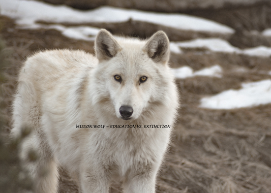 "Spirit" Metal Print (11"x14")