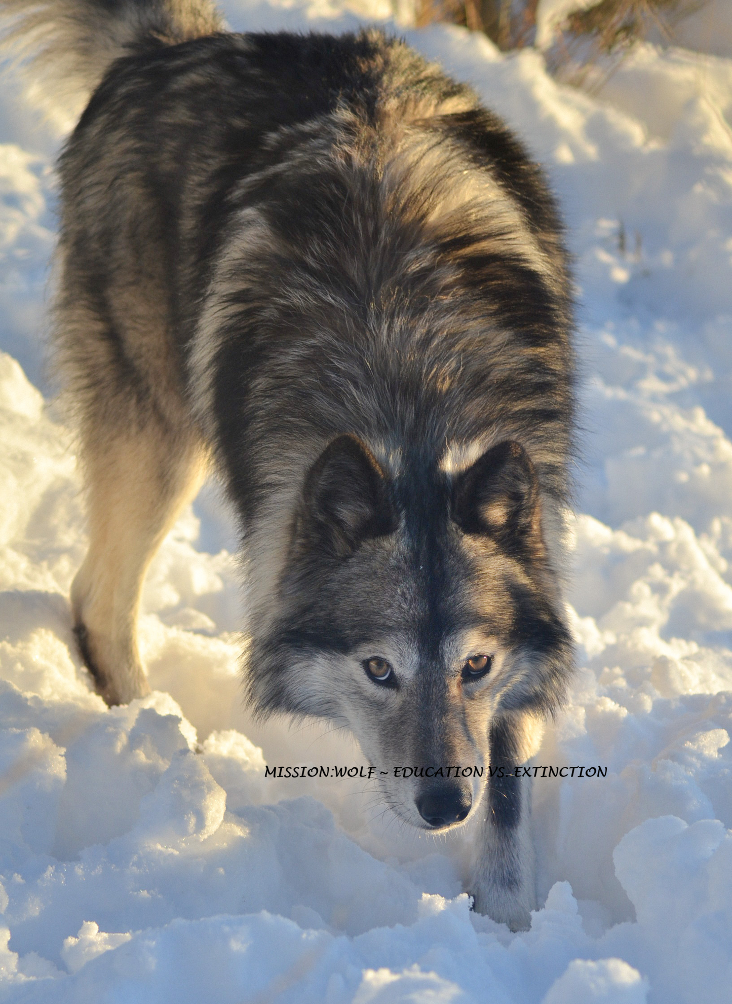 "Wylder" Metal Print (11"x14")