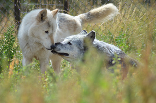 "Zeab & Rosie" Metal Print (12"x18")