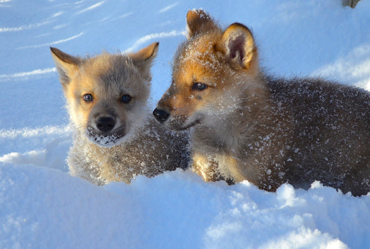 "Young Rosie & Tiger" Metal Print (20"x30")