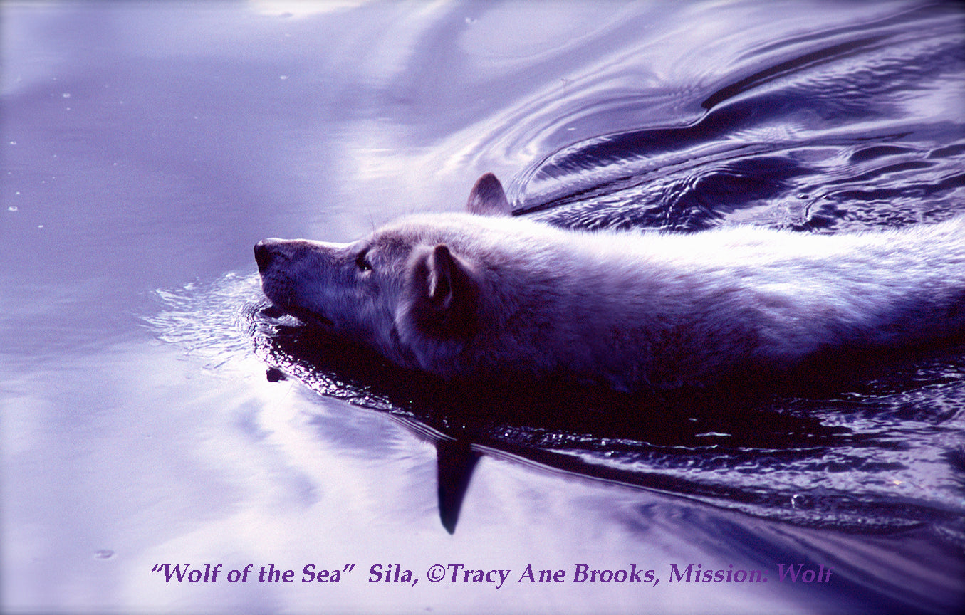 "Wolf of the Sea" Metal Print (12"x18")